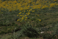 Prangos ferulacea