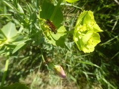 Euphorbia serrata
