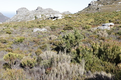 Protea lepidocarpodendron