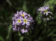 Primula auriculata