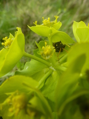Euphorbia serrata