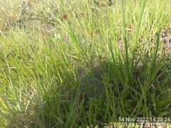 Cyperus rupestris
