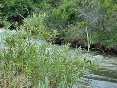 Salix mucronata