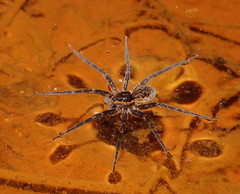 Dolomedes briangreenei