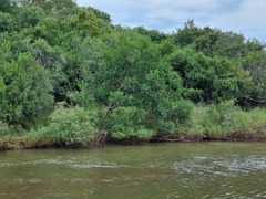 Combretum erythrophyllum