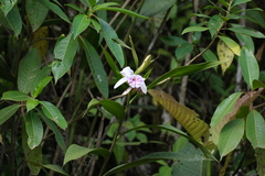 Sobralia rosea
