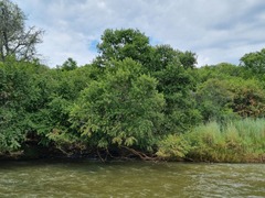 Combretum erythrophyllum