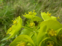 Euphorbia serrata