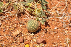 Citrullus colocynthis