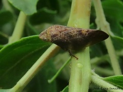 Cephisus siccifolius