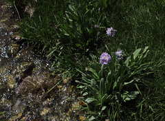Primula auriculata