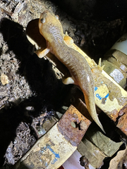 Ambystoma talpoideum