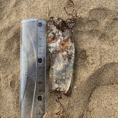 Scyliorhinus stellaris