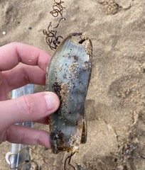 Scyliorhinus stellaris