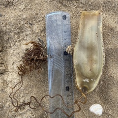 Scyliorhinus stellaris