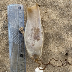 Scyliorhinus stellaris