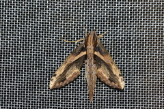 Xylophanes ceratomioides