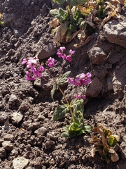 Calceolaria purpurea