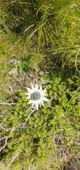 Alepidea