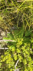 Alepidea