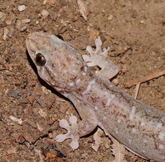 Gehyra dubia