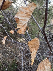 Fagus grandifolia