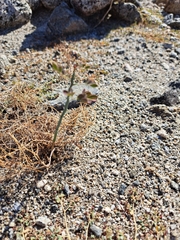 Parkinsonia florida