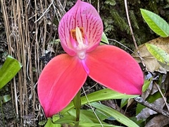 Disa uniflora