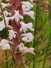 Satyrium hallackii ocellatum