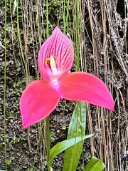 Disa uniflora