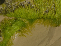 Ulvaceae