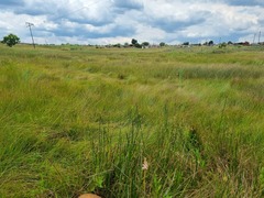 Satyrium hallackii ocellatum