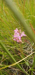Disa