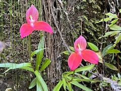 Disa uniflora