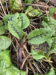 Symphytum grandiflorum