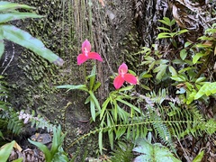 Disa uniflora