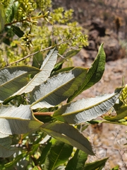 Spinoliva ilicifolia