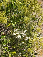 Spinoliva ilicifolia