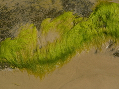 Ulvaceae