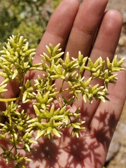 Spinoliva ilicifolia