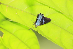 Eudaminae