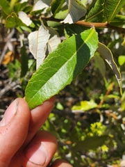 Spinoliva ilicifolia