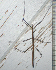 Parabacillus hesperus