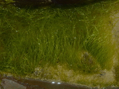 Ulvaceae