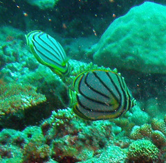 Chaetodon meyeri
