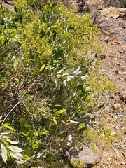 Spinoliva ilicifolia