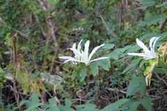 Bauhinia forficata