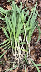 Allium ampeloprasum
