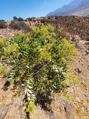 Spinoliva ilicifolia