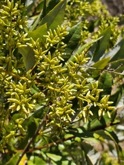 Spinoliva ilicifolia
